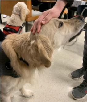 Cooper the therapy dog.