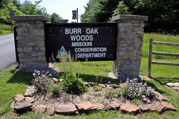 Burr Oak